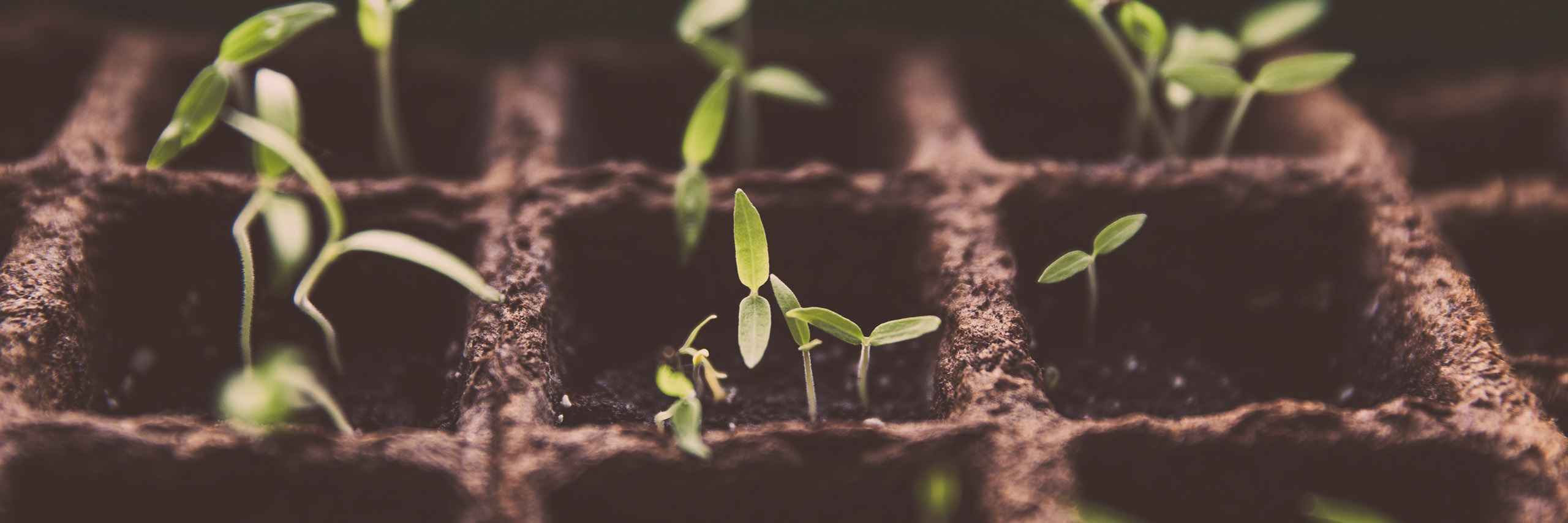 PROSIGHT Webstránky header image